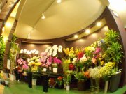 「グリーンパパ」　（北海道函館市）の花屋店舗写真1